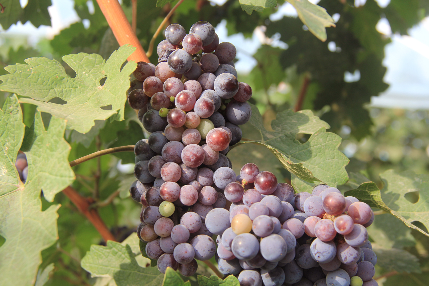 白露丨露從今夜白，詩(shī)酒入夢(mèng)來