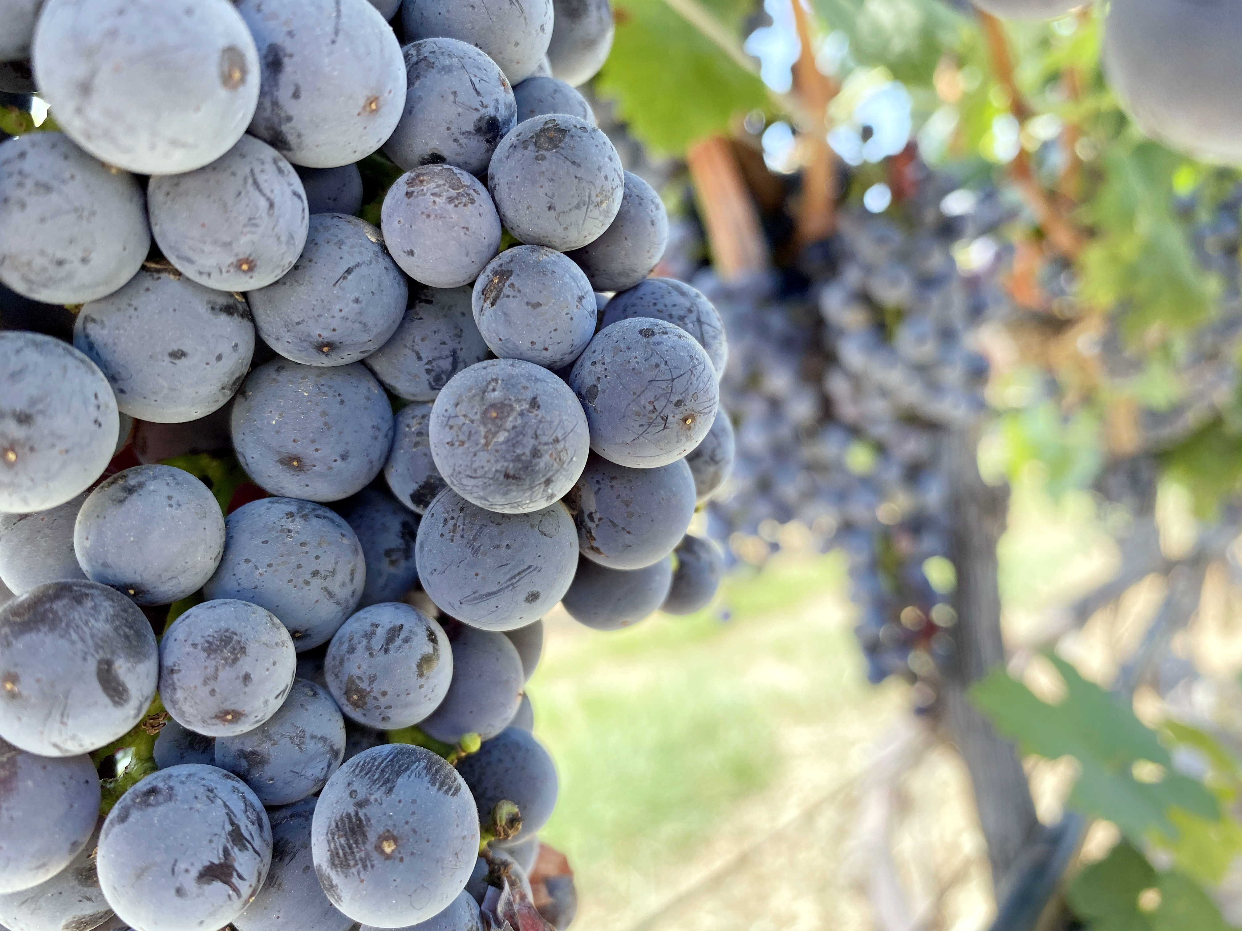 立秋 ▎暑氣半消散，葡園已知秋