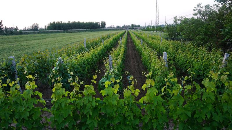 釀酒葡萄的堅(jiān)強(qiáng)，從根系開始~