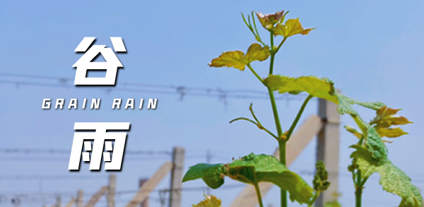 谷雨 ▎雨生百谷，萬(wàn)物生長(zhǎng)