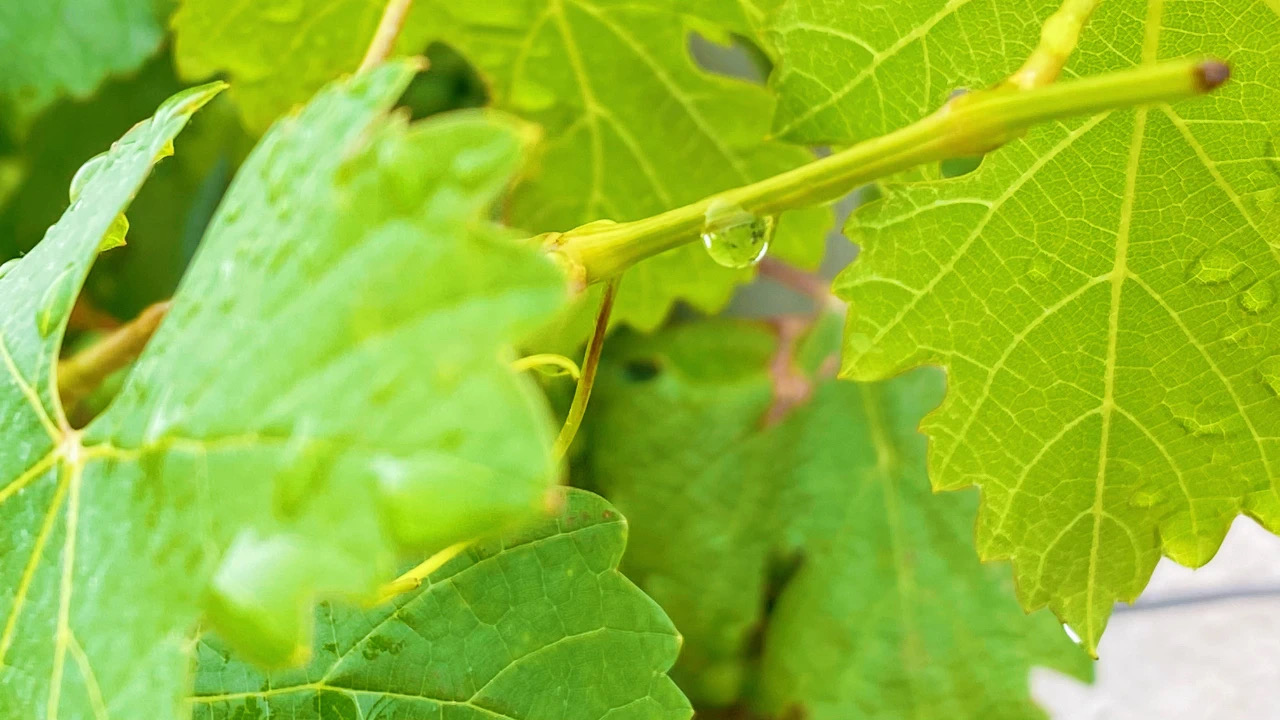 夏至 ▎萬(wàn)物酣暢生長(zhǎng)，葡園美好悠揚(yáng)