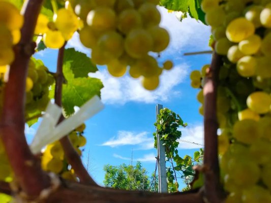 人間散落滴滴露，凝結(jié)（格瑞特）一個秋|白露